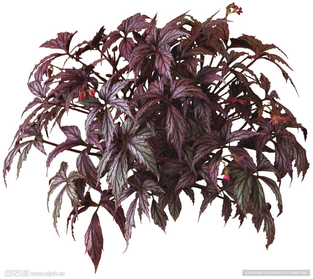 盆栽花卉