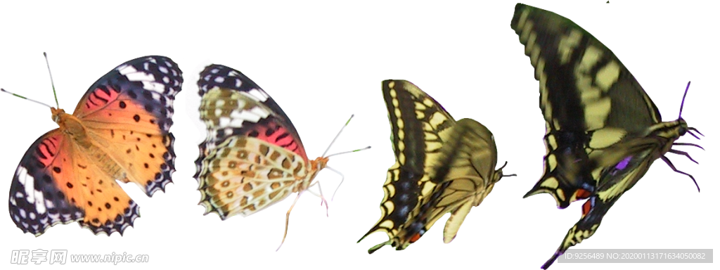 蝴蝶