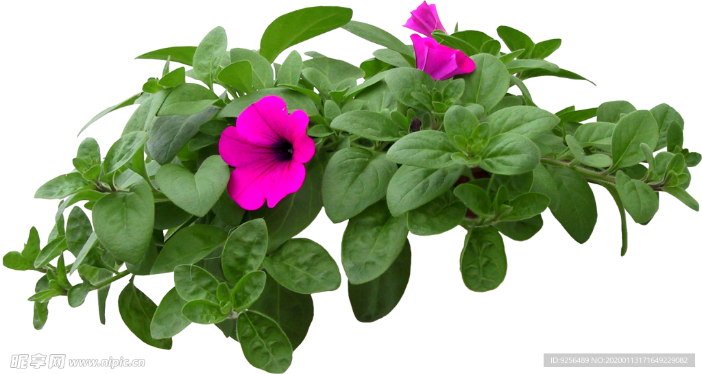 矮花卉