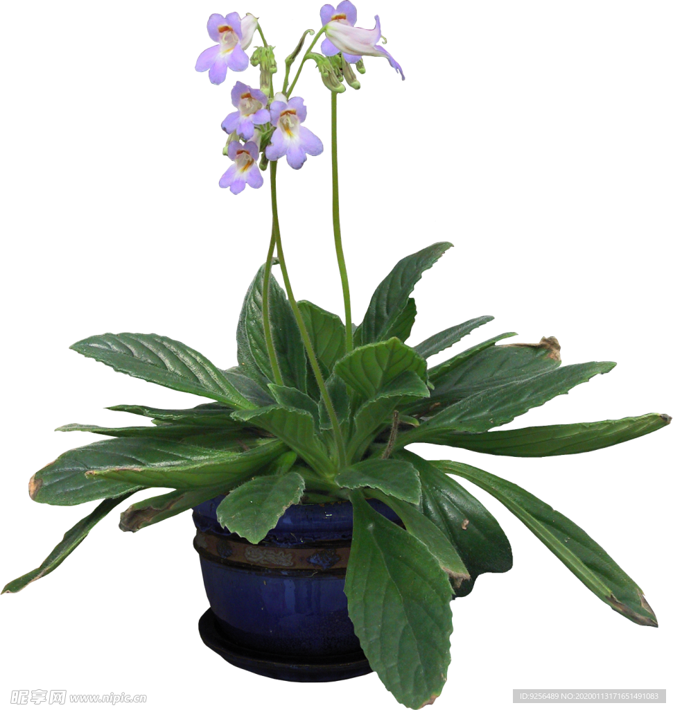 矮花卉