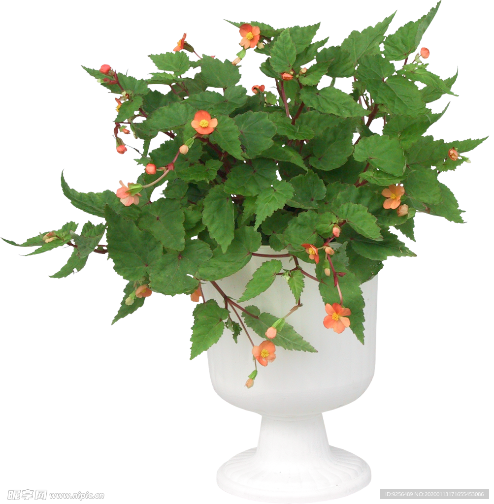 低矮花卉