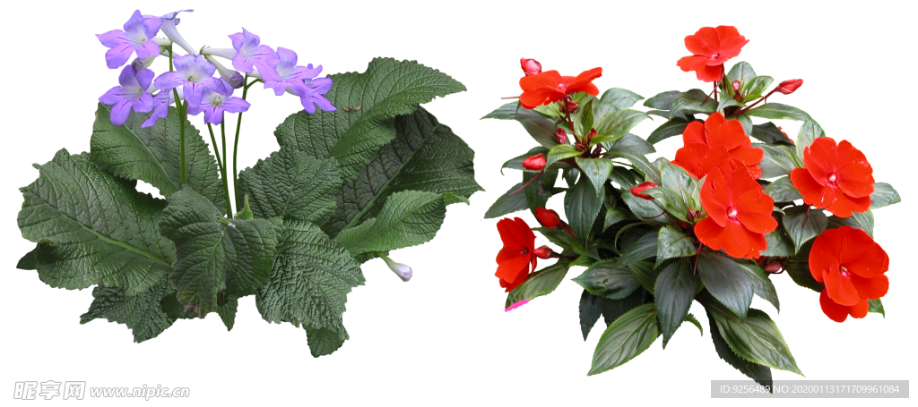 矮花卉