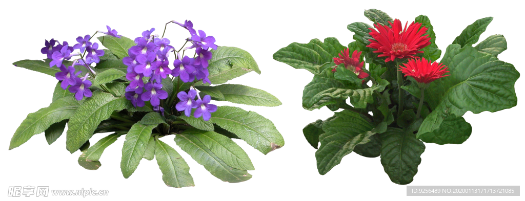 矮花卉