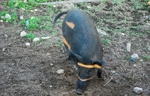 野猪