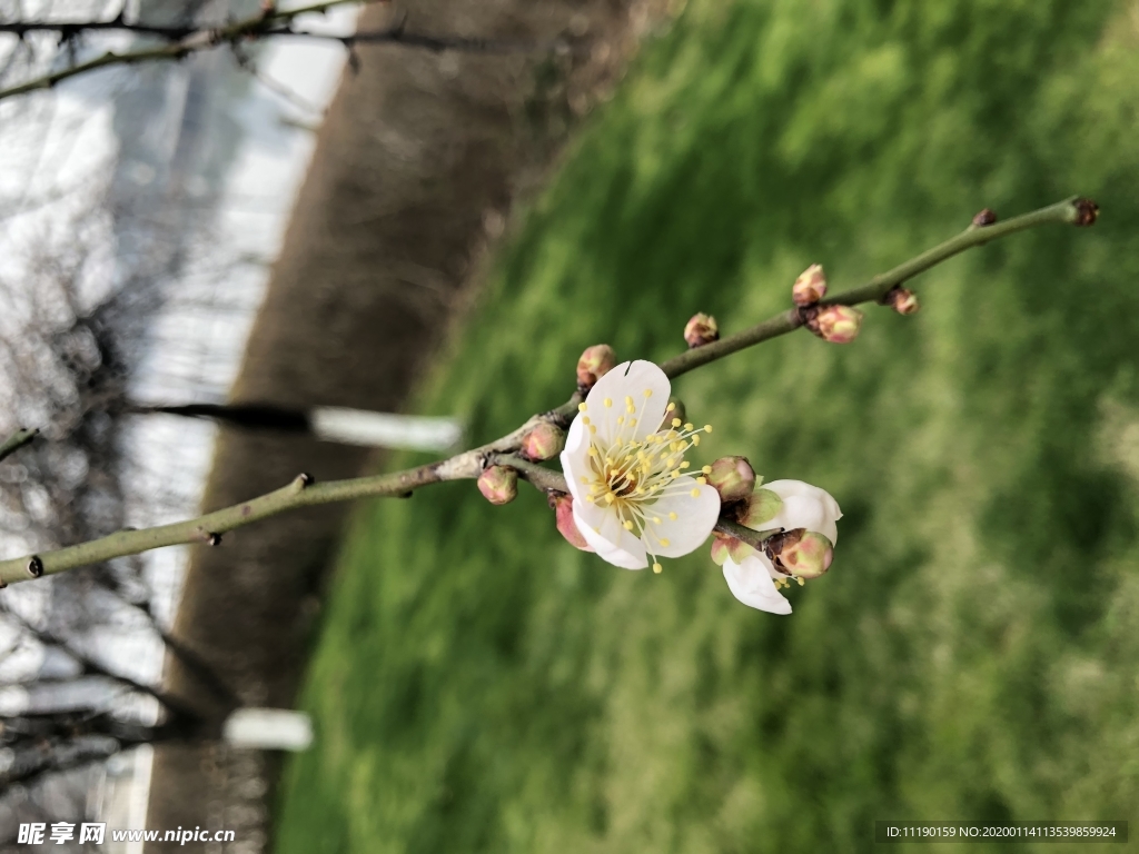 淡黄色梅花枝