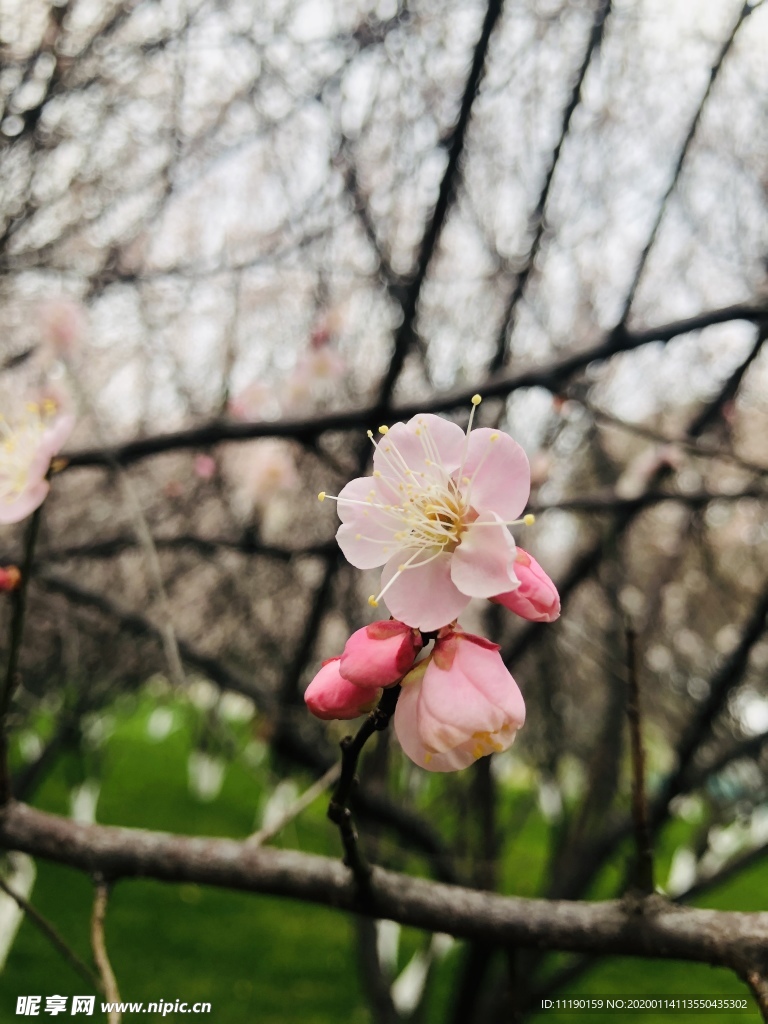 紧簇的梅花枝