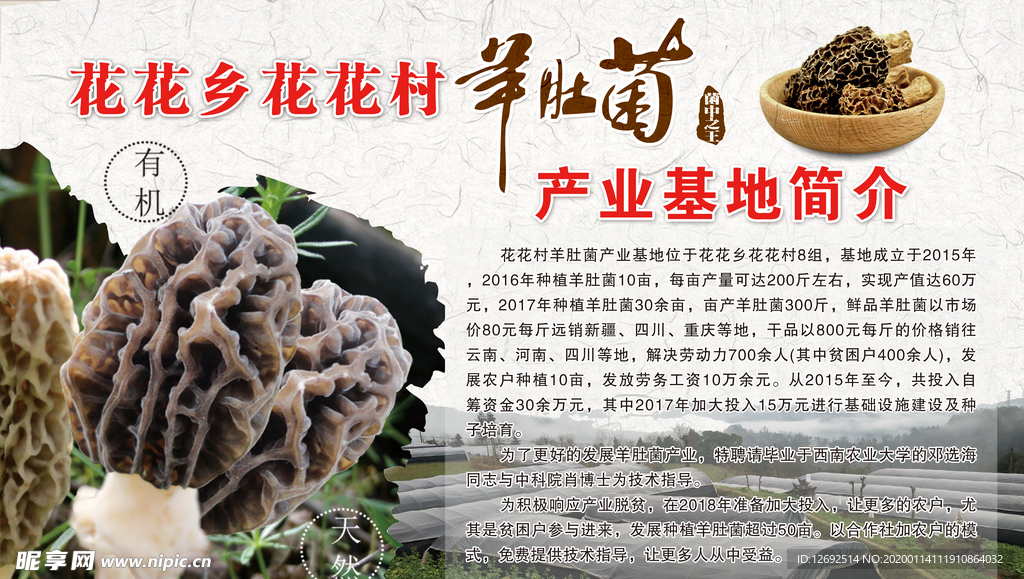 羊肚菌产业基地简介