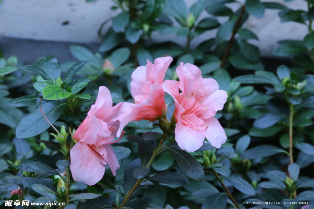 杜鹃花