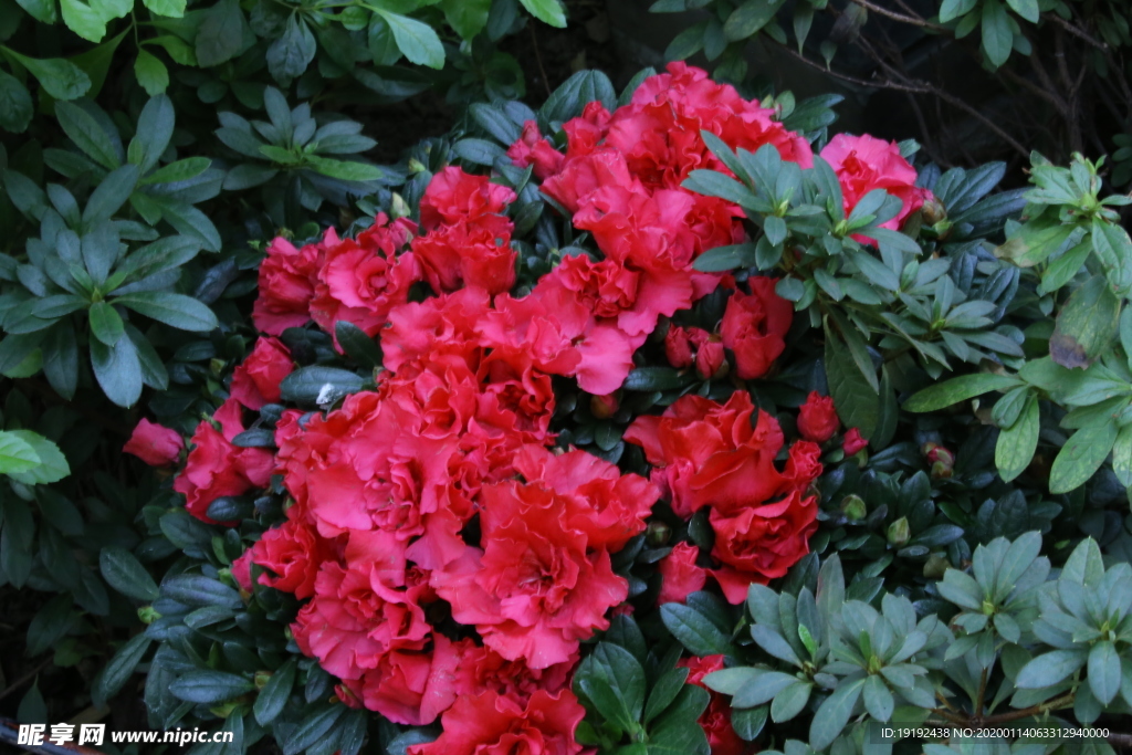 杜鹃花