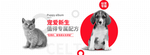 简约时尚幼猫幼犬宠物粮食海报