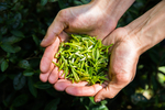 手捧茶叶