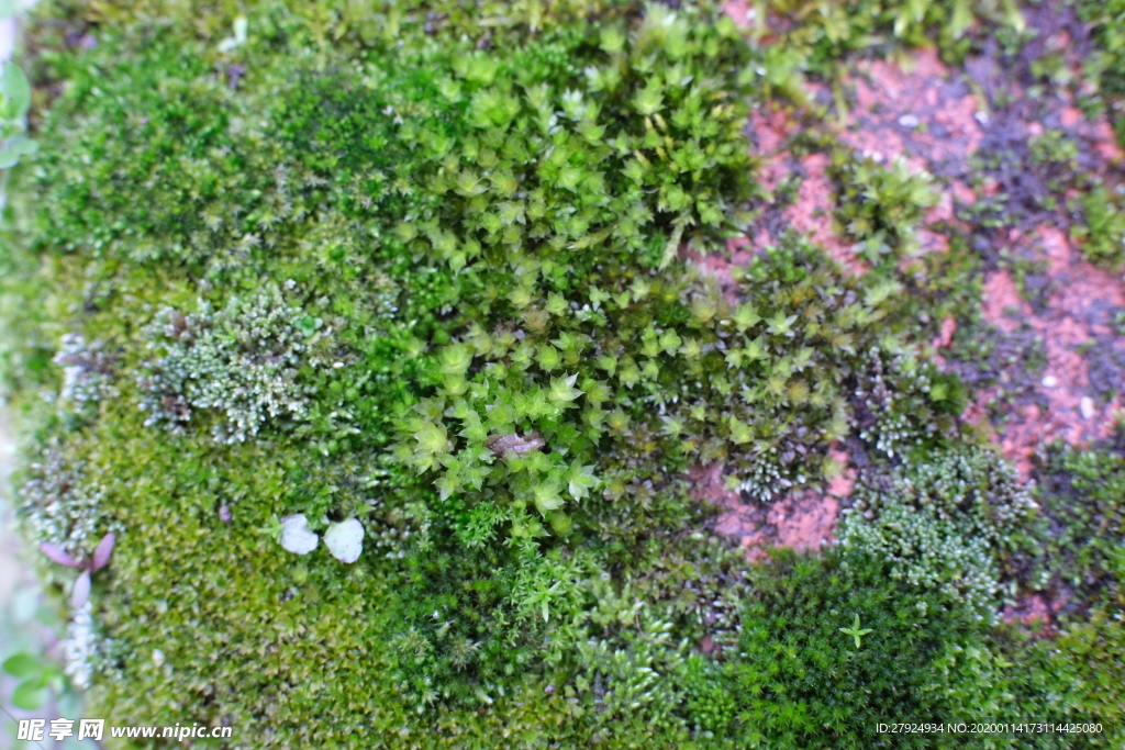 野草