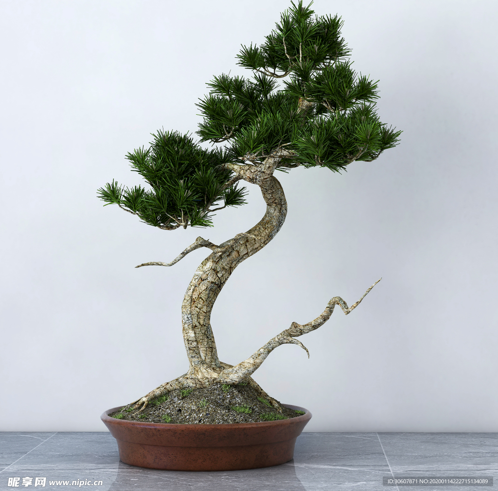 盆栽