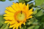 向日葵  蜜蜂