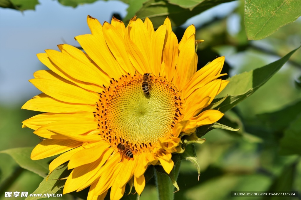 向日葵  蜜蜂