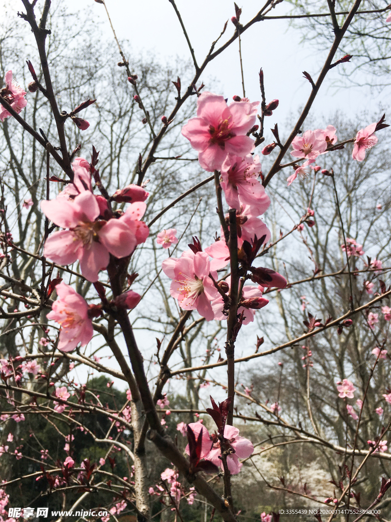 桃花