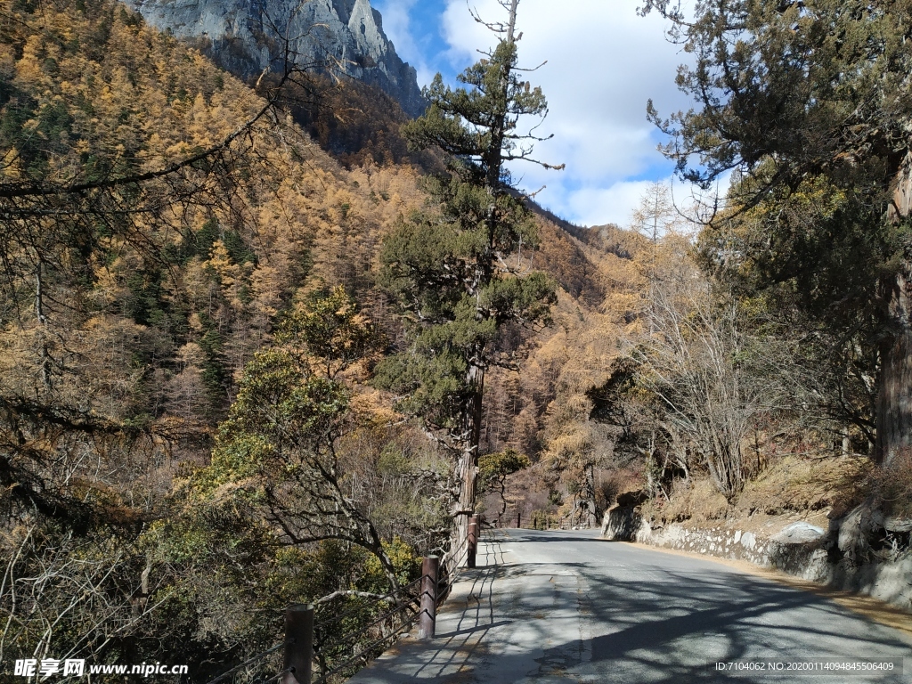 稻城亚丁  红叶 秋季  风景