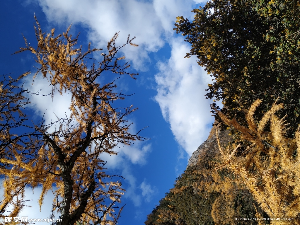 稻城亚丁  红叶 秋季  风景