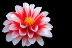 大丽花