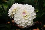 大丽花