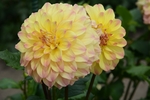 大丽花
