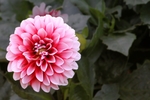 大丽花