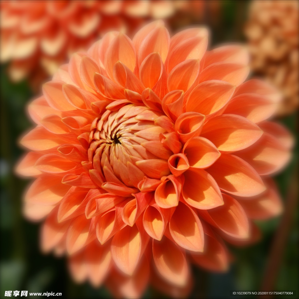 大丽花