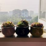 多肉植物