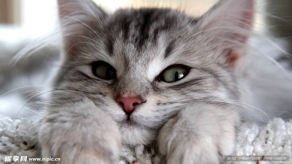 小猫宠物猫咪背景