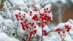 大雪树枝红色果实背景