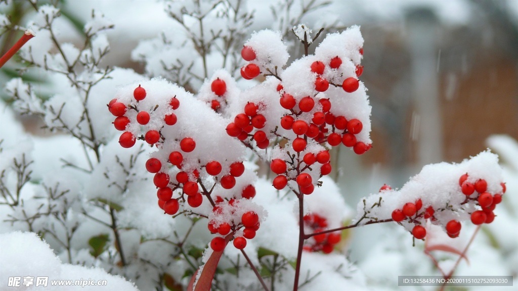 大雪树枝红色果实背景