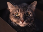 小猫猫咪宠物背景