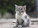 小猫猫咪宠物背景