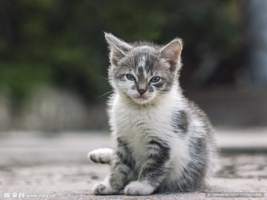 小猫猫咪宠物背景