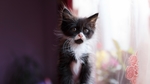小猫宠物猫咪背景