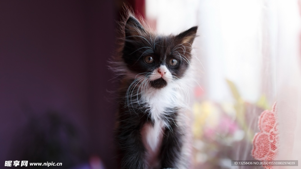 小猫宠物猫咪背景