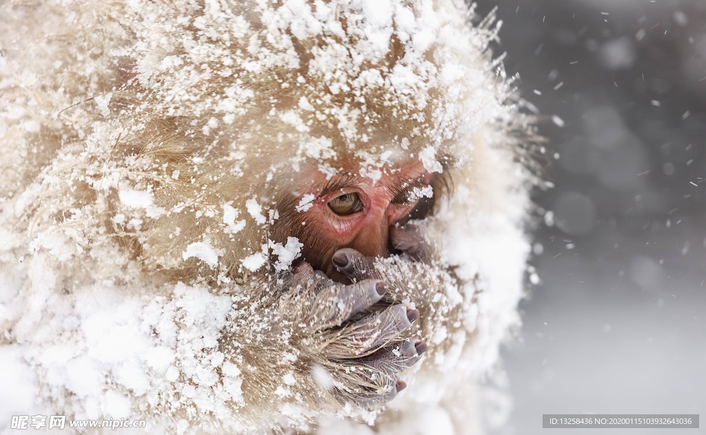 大雪猕猴野生动物背景