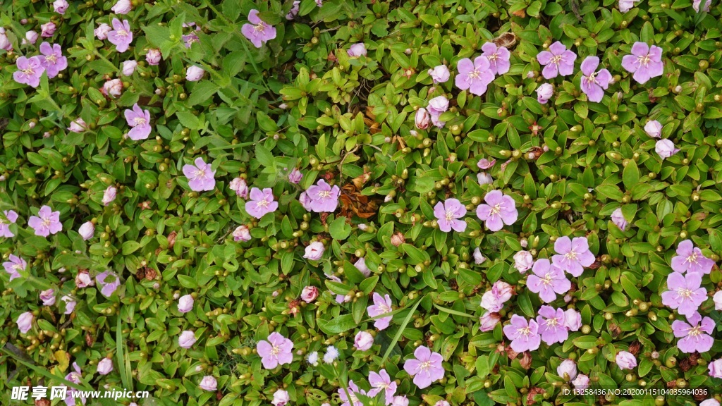 草地野花植物背景