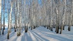 森林大雪树木树枝风景
