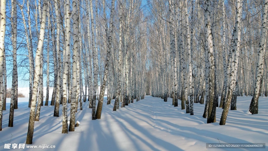 森林大雪树木树枝风景
