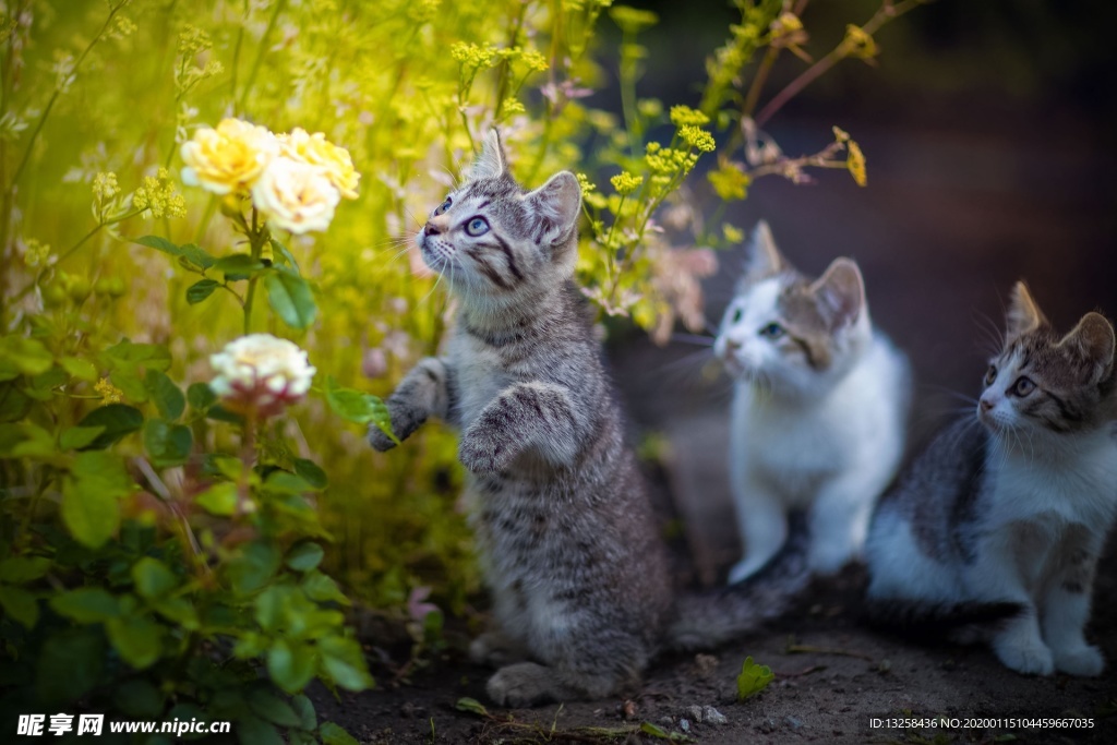 小猫宠物猫咪背景