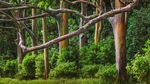 森林树木草地植物风景