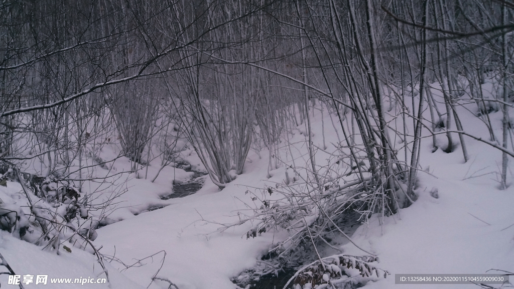 冬天雪地森林树木背景