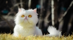 小猫宠物猫咪背景