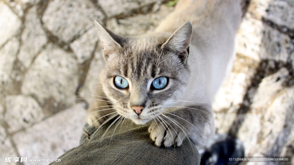 小猫宠物猫咪背景