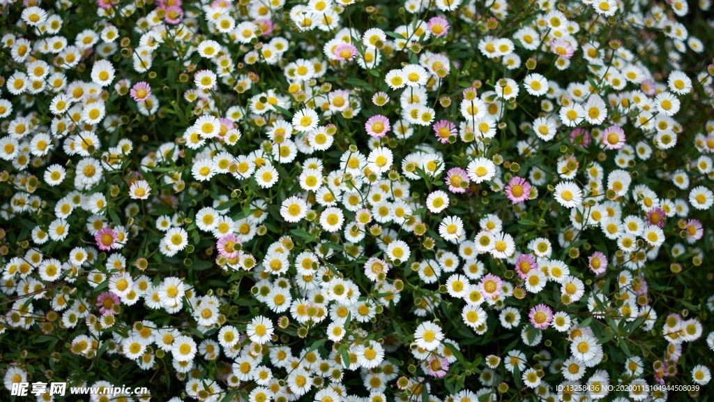 白色花朵植物背景小花