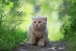 小猫宠物猫咪背景