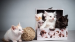 小猫宠物猫咪背景