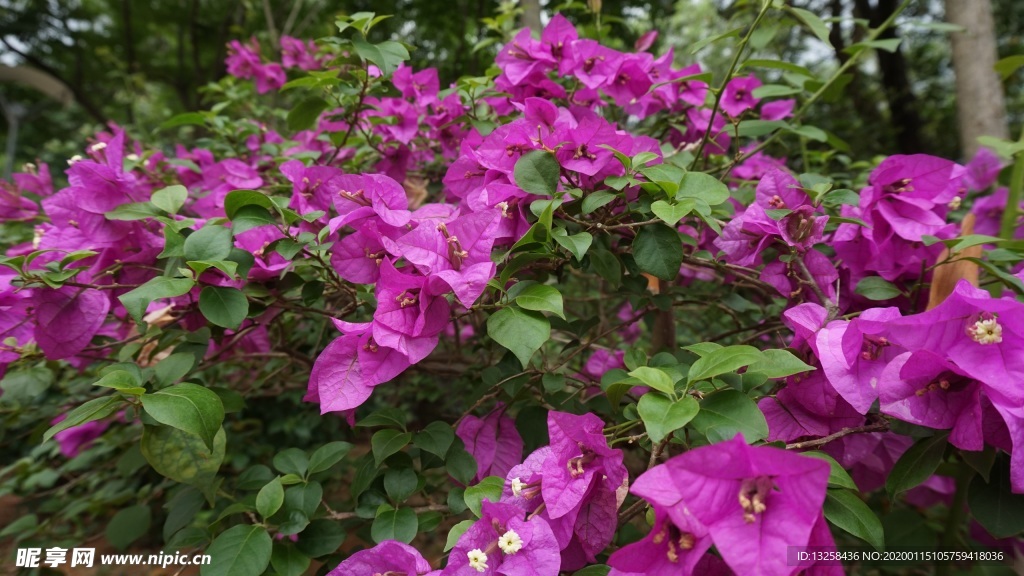 红色花朵绿叶植物背景