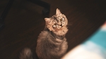 小猫宠物猫咪背景